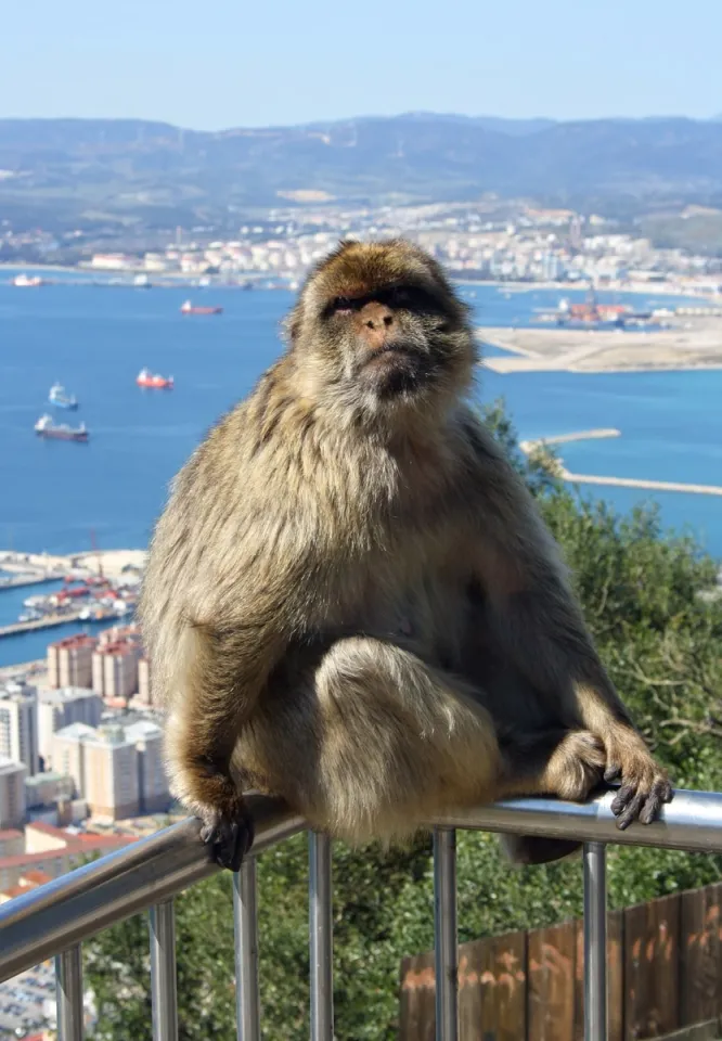 Felsen von Gibraltar, Berberaffe