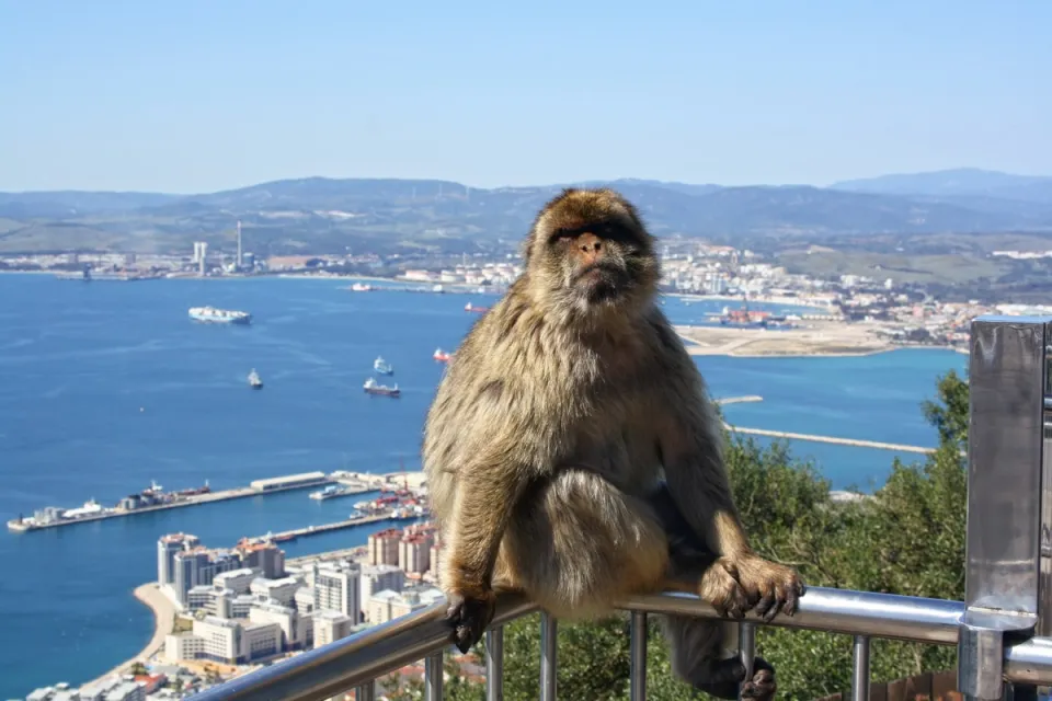 Felsen von Gibraltar, Berberaffe