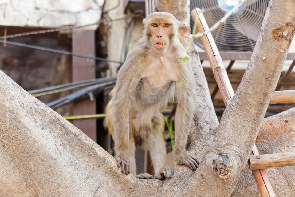 Rhesus macaque on Chandni Chowk Road