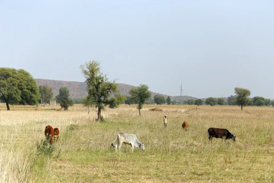 Landwirtschaft und Viehhaltung nahe Peepal Khera