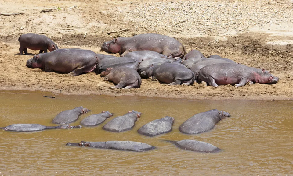 Flusspferde am Ufer des Mara-Flusses im Nationalreservat Masai Mara