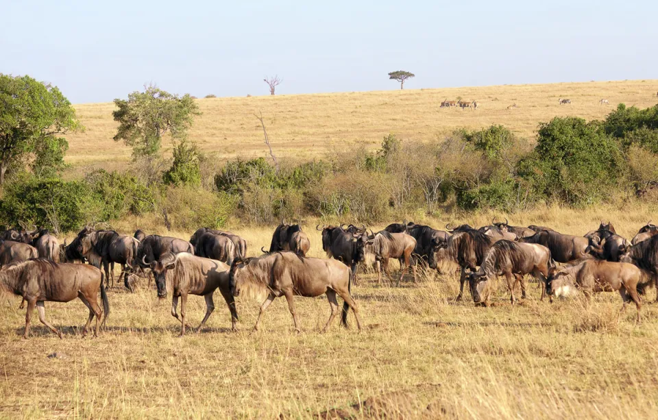 Gnus im Nationalreservat Masai Mara