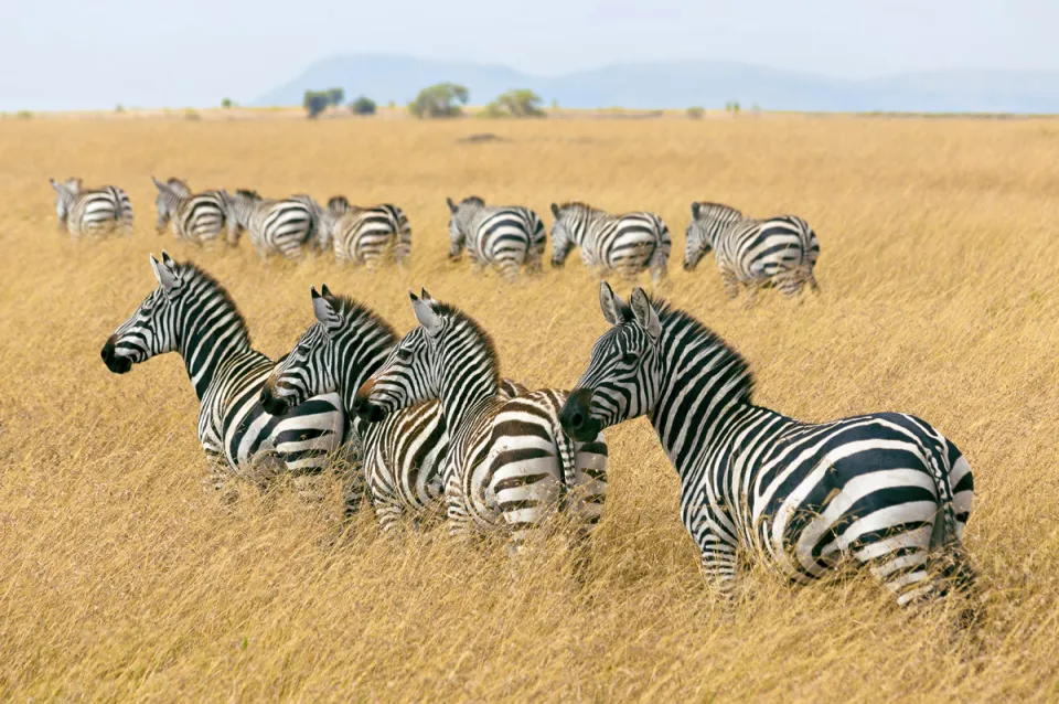 Zebras im Masai Mara Nationalreservat