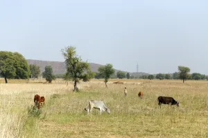 Landwirtschaft und Viehhaltung nahe Peepal Khera