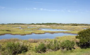 Assateague Island, Marsch