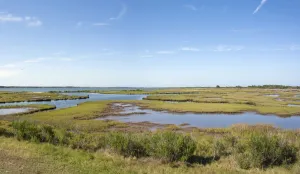 Assateague Island, Marsch